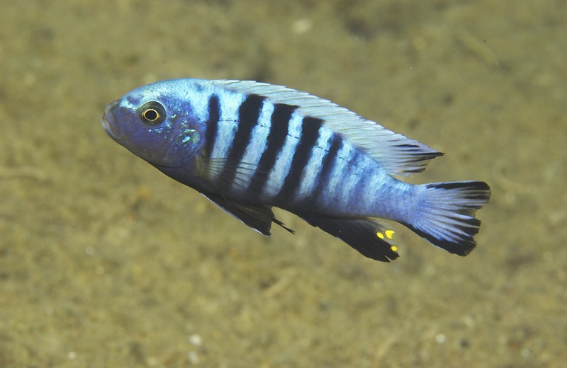 Maylandia pulpican 'Likoma Island'